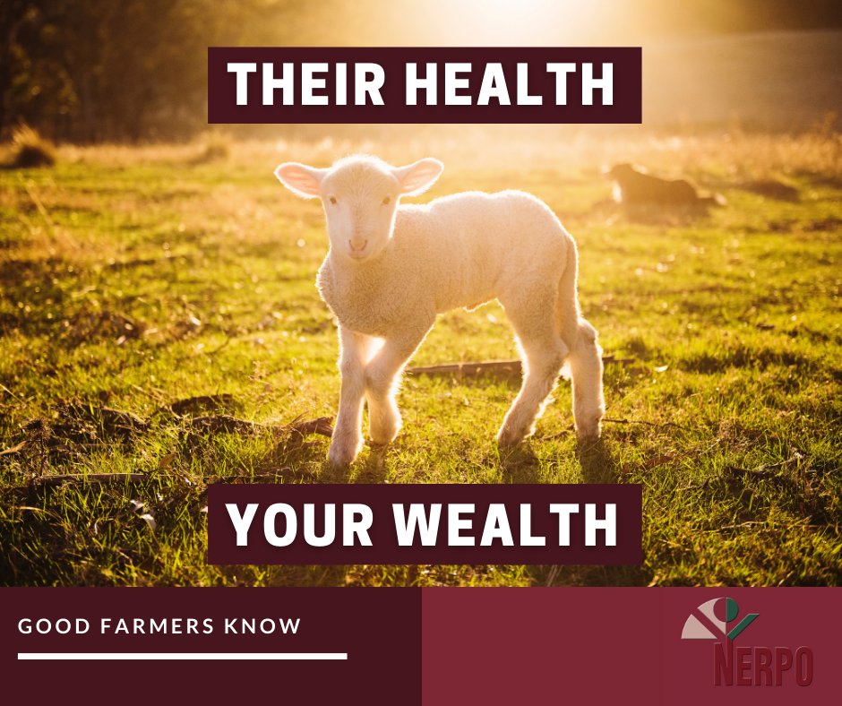 NerpoTalk's tweet photo. Without ensuring your livestock stay healthy, you risk profitability with your farming business.

Ensure you have set-up the following:
💉 Annual vaccination program
🗻 Monitor seasonal changes
🧑‍🌾 Constant evaluation of farm conditions
⚠️ Effective quarantine 

 #agribusiness https://t.co/WnhfU2XZaX