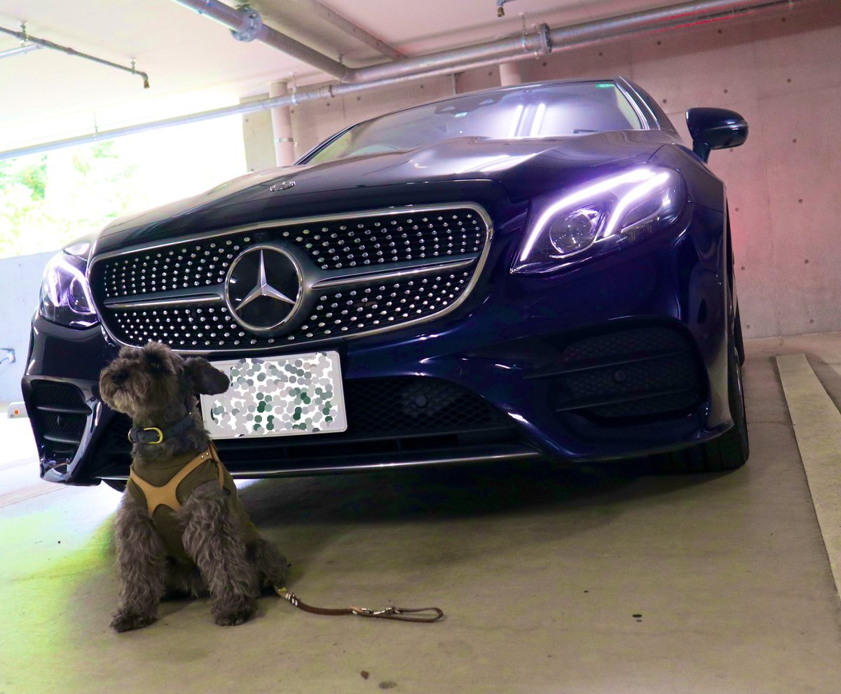 Ken5Ise's tweet photo. 昨日、うちのワンコと。
フロントグリルは新型のEクラスクーペ(台形)もいいけどこっちの逆台形も良いよね
#Eクラスクーペ
#eclasscoupe
#C238
#MercedesBenz https://t.co/syAeILJ9Hu
