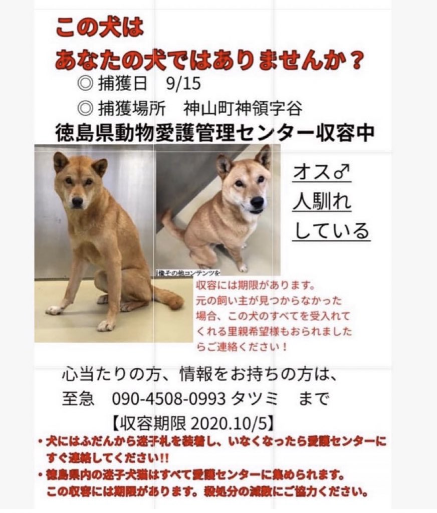 大タコちゃん Auf Twitter 徳島県動物愛護管理センター 本日期限 収容期限10月5日 緊急里親様募集 この犬 の全てを受け入れるつもりで 責任感のある方がおられましたら この犬の様子や反応について お話ししたいことがありますので お電話とのこと 大タコちゃん Auf Twitter 徳島県動物愛護管理センター 本日期限 収容期限10月5日 緊急里親様募集 この犬 の全てを受け入れるつもりで 責任感のある方がおられましたら この犬の様子や反応について お話ししたいことがありますので お電話とのこと