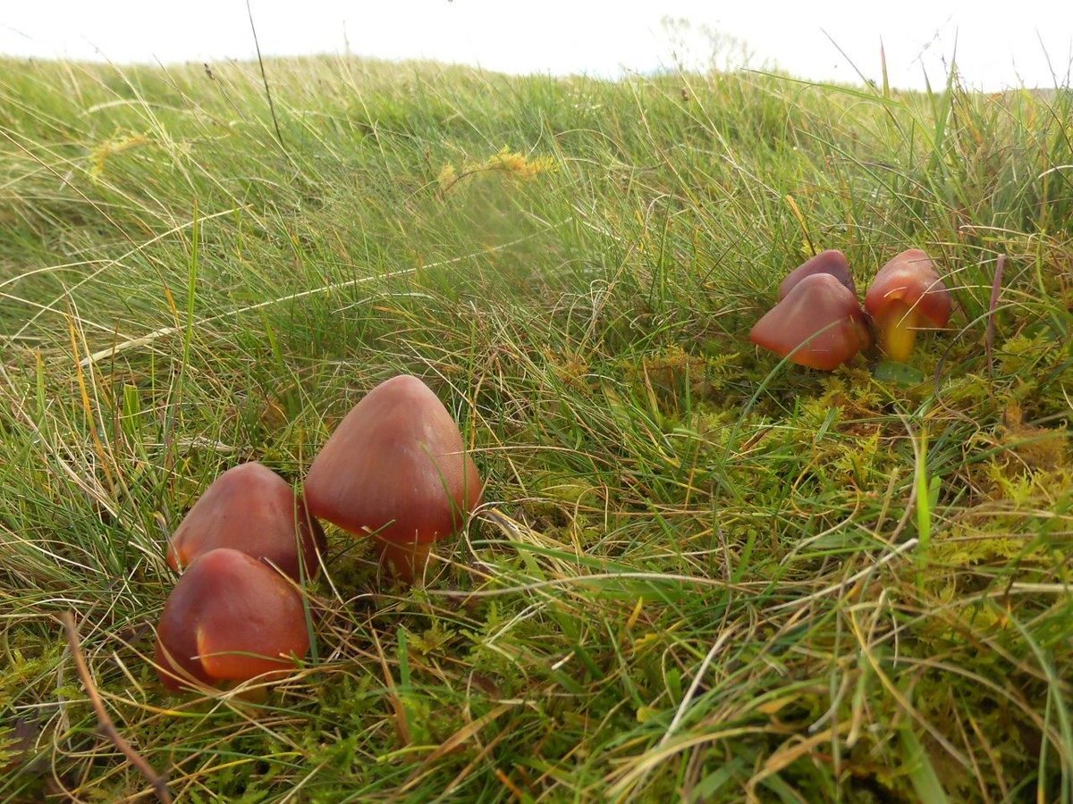 Wales is particularly important for grassland #fungi due to its warm wet climate & remaining ‘unimproved’ grasslands, making it home to MORE THAN HALF of the UK’s 112 species of waxcap inc Scarlet (pictured) What can you find with the new #WaxcApp today? bit.ly/33dTJsk