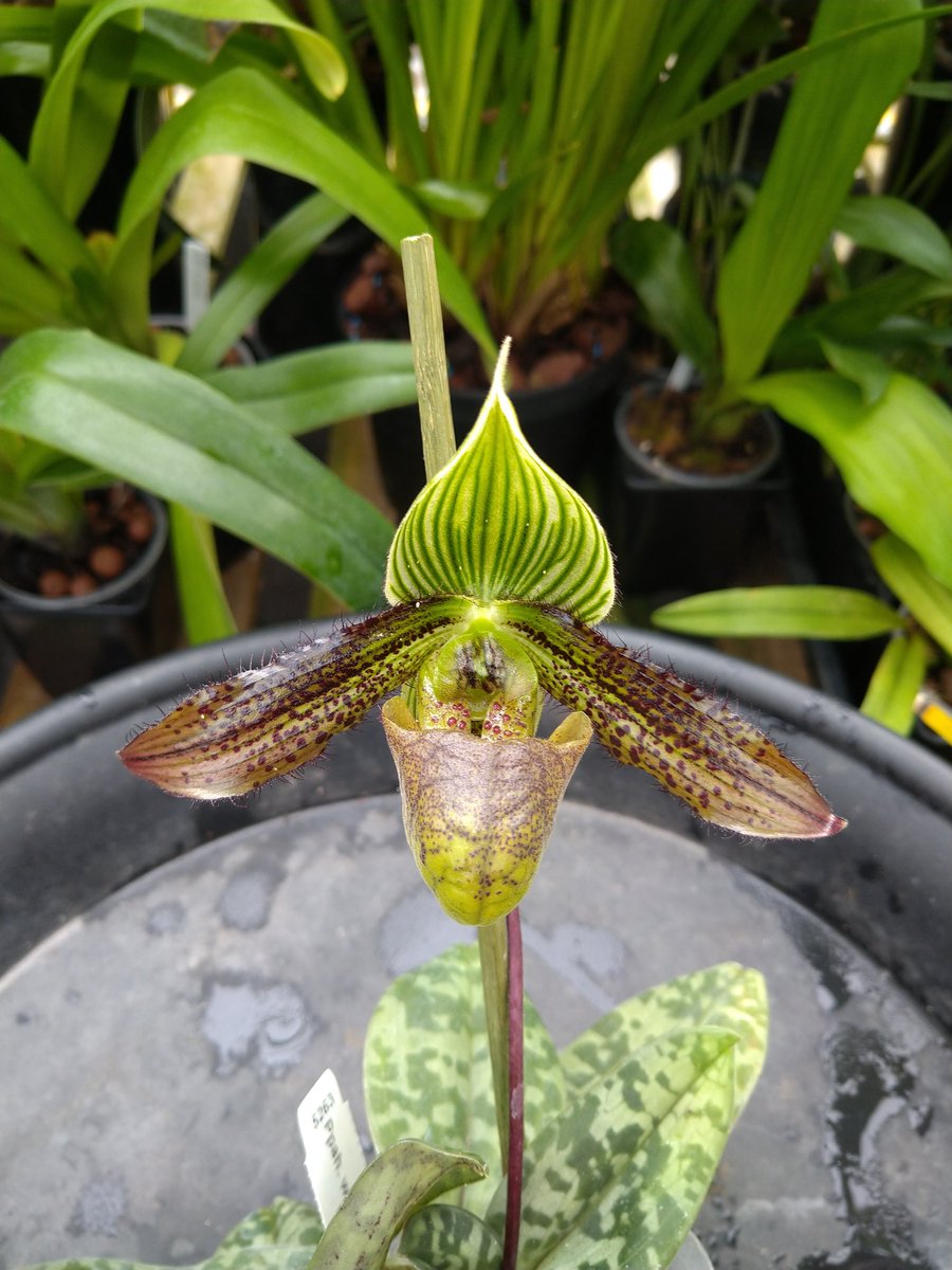 rockerblonde's tweet photo. Paph wardii 'Jing Yang' very early bloomer this year but glad to see it in bloom again. #orchids #greenhouse #garden #home #orchidgrowing #Orchidaceae #species #flowers #Autumn #slipperorchids #BPS https://t.co/izxsmZkBFX