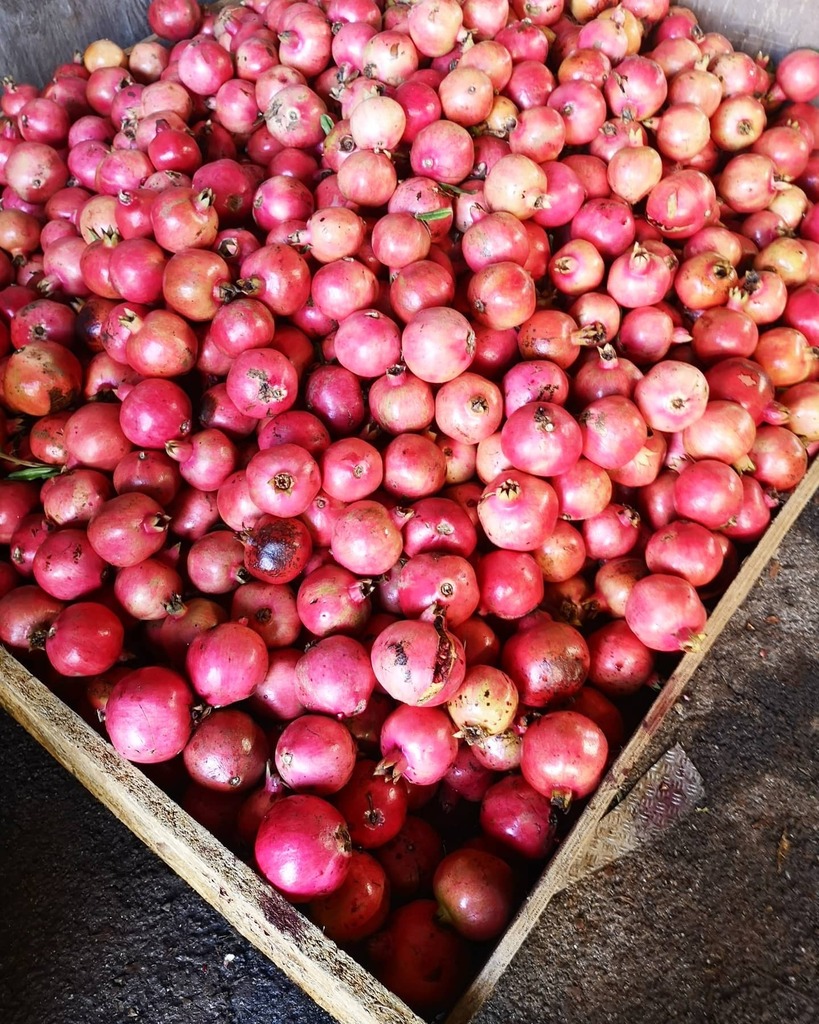 Frbarberini's tweet photo. Pronti per il nuovo nettare di melagrana @tenuta_barberini ? Stiamo raccogliendo i nuovi frutti!
¶
Ready for the new pomegranate nectar @tenuta_barberini ? We are reaping the new fruits!
#unacasaincampagna
#segretiintavola
#cuochiedintorni
#countryside
#… https://t.co/oGkQmoQwW1 https://t.co/T0wrZ5kPYQ