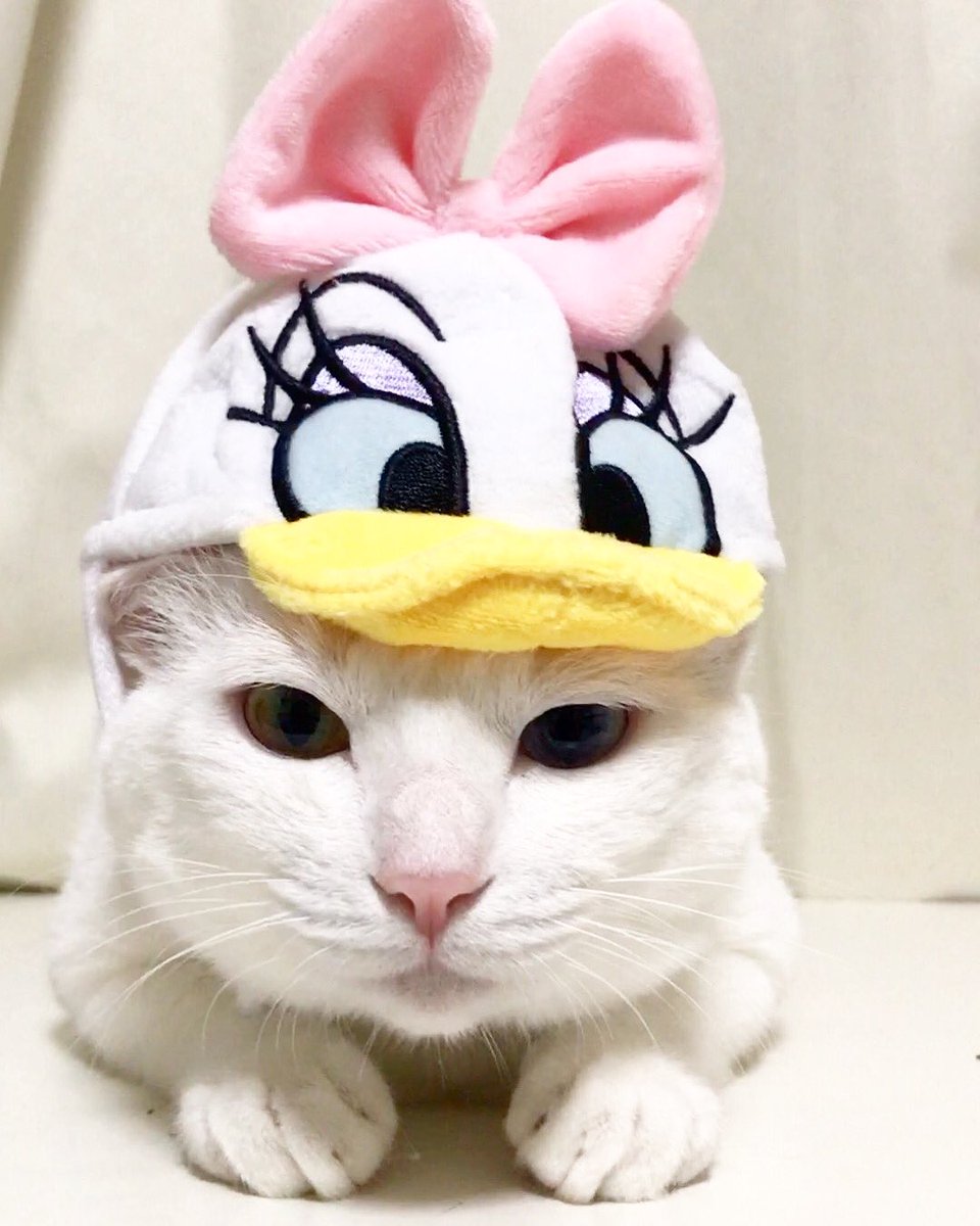 最も欲しかった らむ ねこ ディズニー Saesipapicttzh 最も欲しかった らむ ねこ ディズニー Saesipapicttzh