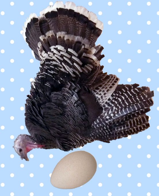 Turkeyのtwitterイラスト検索結果 古い順