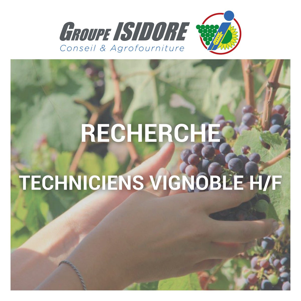 GroupeIsidore's tweet image. [#Emploi]📋

Le #GroupeIsidore recherche 2 Techniciens Vignoble (H/F)

Postes basés en Gironde.

Plus d&apos;informations sur ces postes➡️bit.ly/39RzJgl