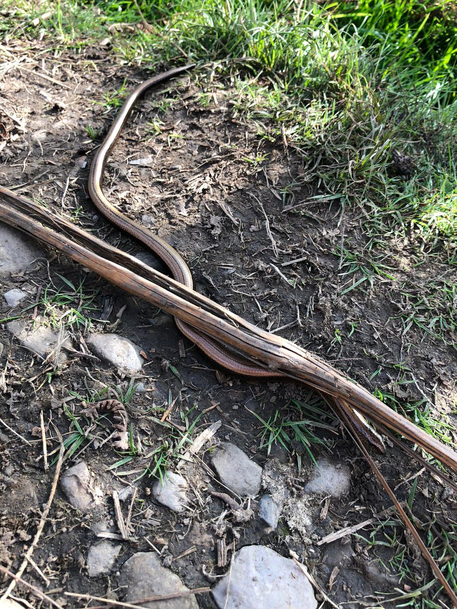 FredsBookshop's tweet photo. A stroll through the #outlyingfells of #lakeland will not disappoint. Stumbled upon the biggest #slowworm and found a new favoured swimming spot🏊 #beacontarn. Thanks to @wainsoc for publishing a 2020 edition of #AWWainwright book (revised by Chris jetty 🙌) https://t.co/QAKM9BYfqh