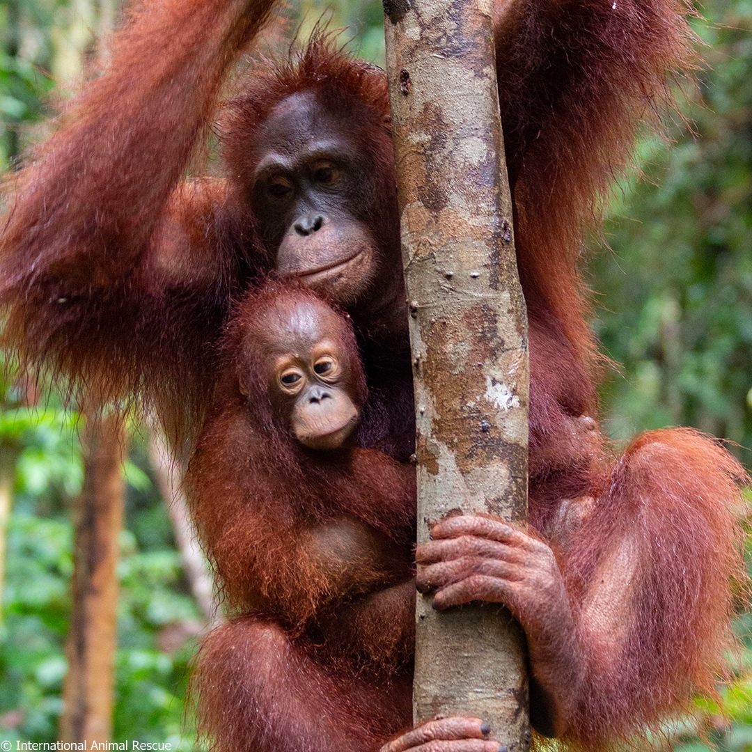 IAR_updates's tweet photo. With Giving Day for Apes just around the corner, we wanted to these amazing photos of Monti and Angunn!
Monti was matched with an orphan baby called Anggun in need of motherly love. The pair were released together into a protected part of forest!
https://t.co/Sca5xORiHb
#gd4a https://t.co/fXV0RT8vNI