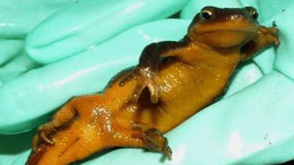 this is a kind of slimy newt pic but uh . do u see my point .