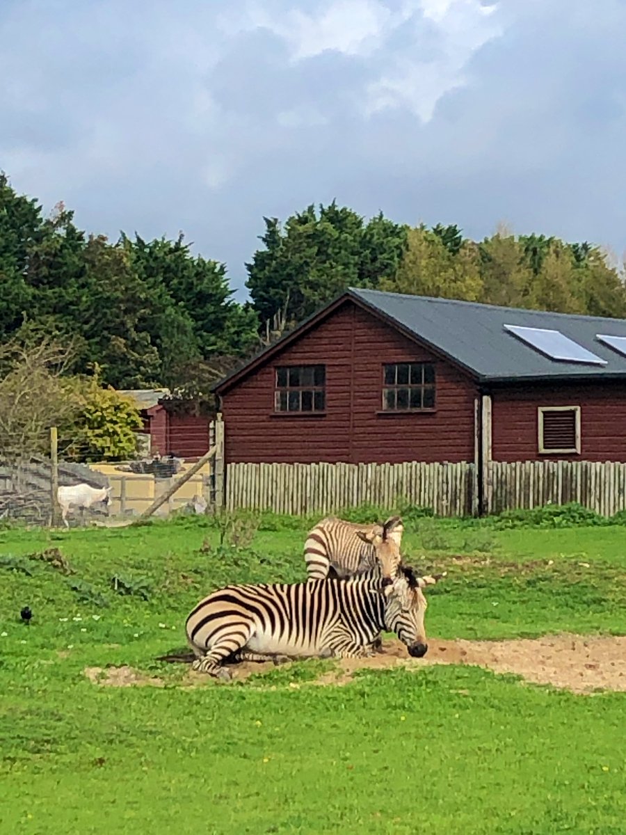 harmonyhelen's tweet photo. @DinahLiversidge @HelenMonument Ah thankyou Dinah! That made all the difference 💜 I went for a walk at lunchtime in the ☀️, popped in to see the otters but they were hiding today🙄 Next time! Their place looks gorgeous and inviting. I did see this stripey pair though... gorgeous #ZooLife #ZooPA #otters #zebra https://t.co/HRROMMIedM