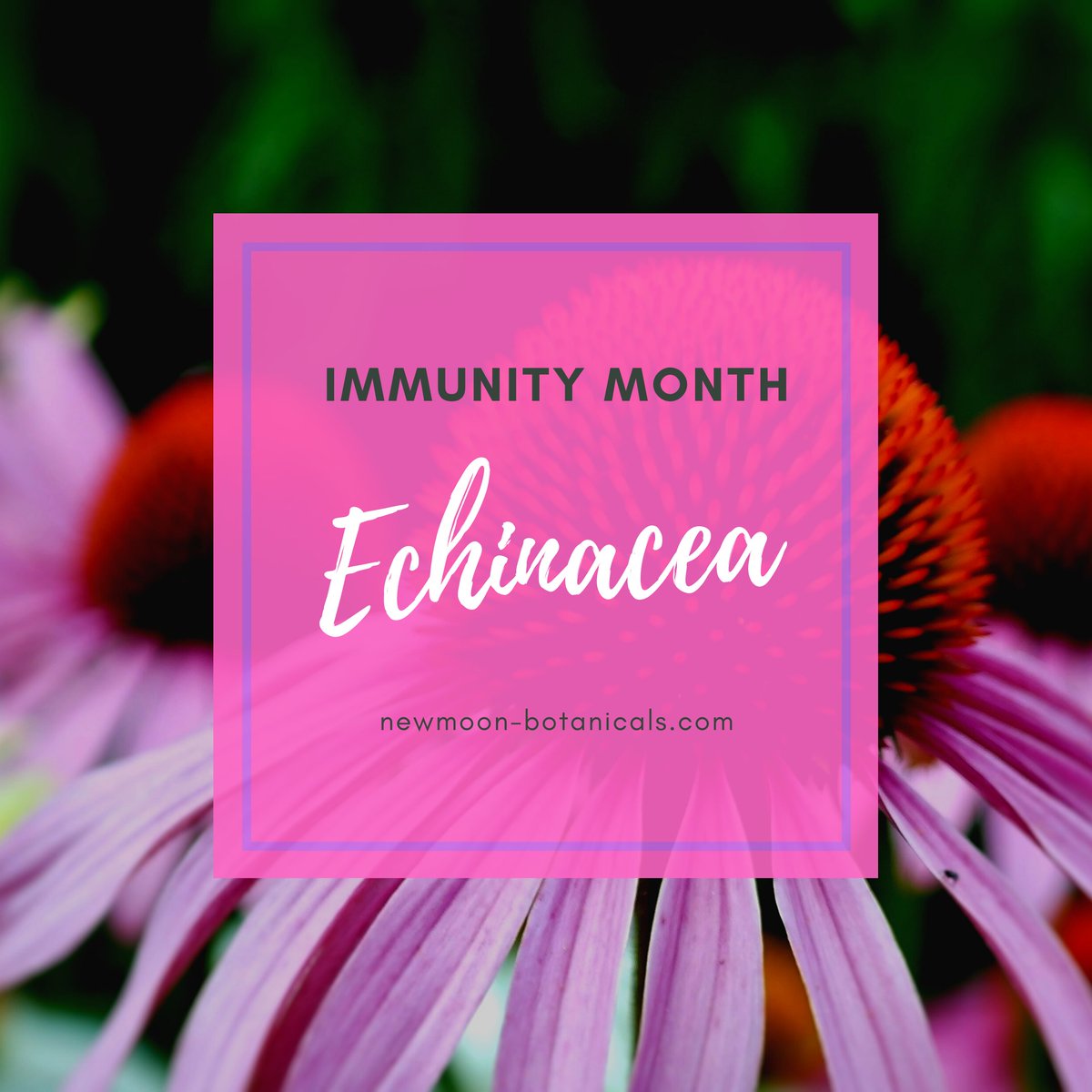 Echinacea is one of the most well know remedies that has direct effect on immune system. 
.
.
.
.
.
#echinacea #echinaceapurpurea #echinaceatea #immunitybooster #immunitysupport #immunitytips #herbalmedicine #medicalherbalist #london