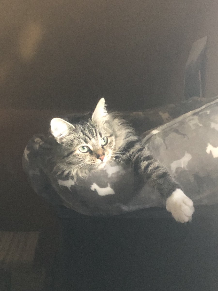 I just want to look out from my bed today 😎#CatsOfTwitter