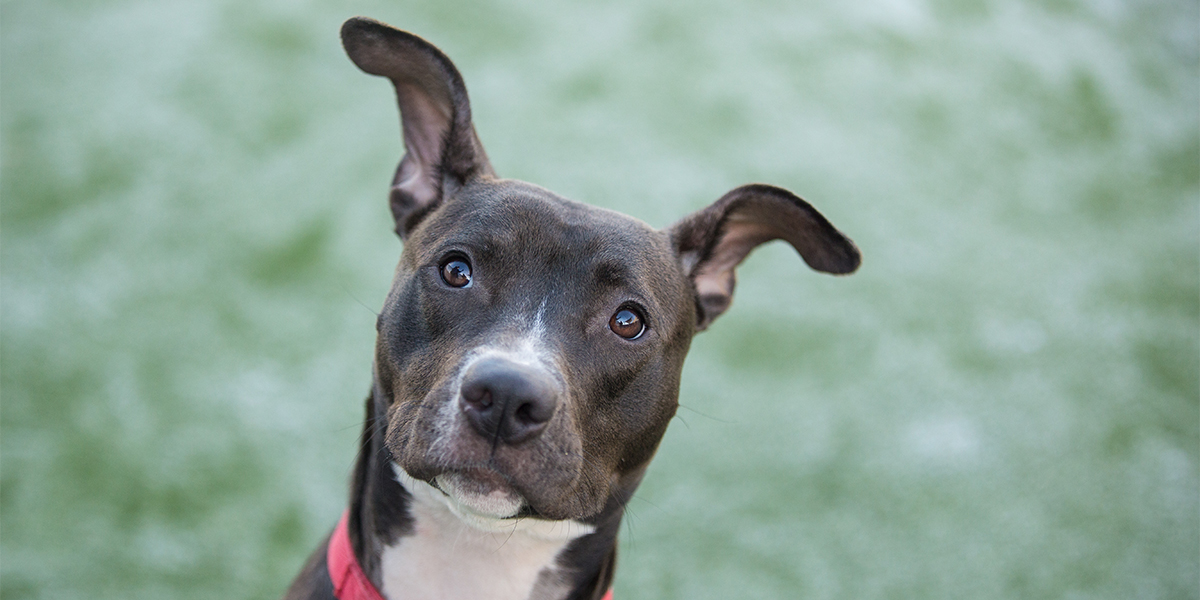 Battersea_'s tweet photo. It's one month until Bonfire Night and though many celebrations may be cancelled this year, there may still be private displays. Fireworks can be distressing for our canine friends, so we start preparing them in advance to help reduce stress 👉 https://t.co/INXaIYDjt8 https://t.co/1uWgBssiDu