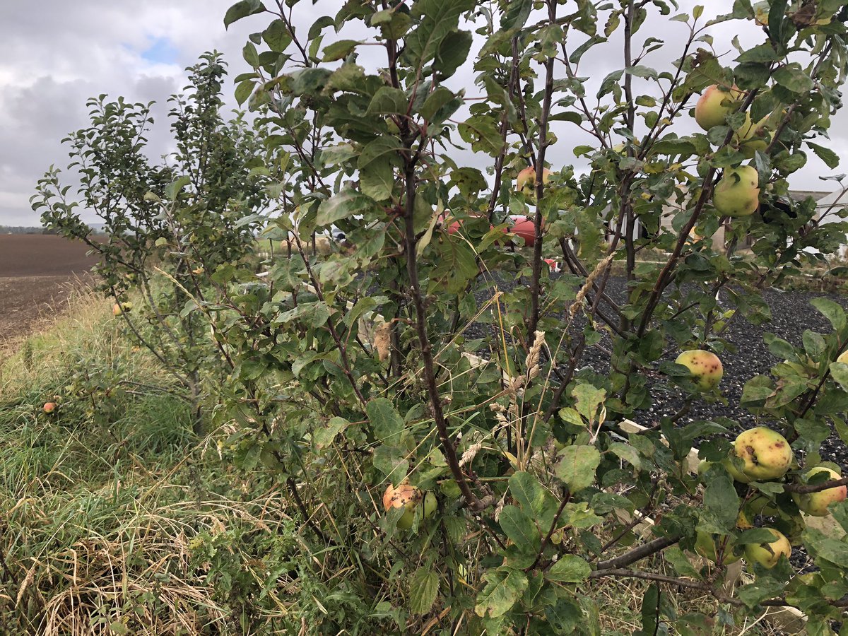 LizCraigie's tweet photo. Apple Harvest 2020 and it’s another bumper crop #appleharvest #oldvarieties #AutumnFruits https://t.co/8koybhUD2L