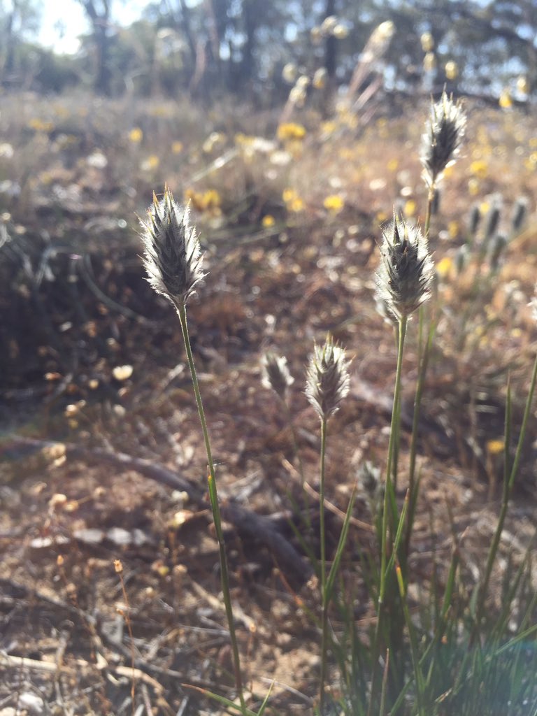 Bianca Berto (@biancaberto8) on Twitter photo When work really sucks...
<a href="/natecologie/">Natalie Jones</a>
#fieldwork #communityecology #wildflowerseason #wawheatbelt #wildflowers #plantecology When work really sucks...
<a href="/natecologie/">Natalie Jones</a>
#fieldwork #communityecology #wildflowerseason #wawheatbelt #wildflowers #plantecology