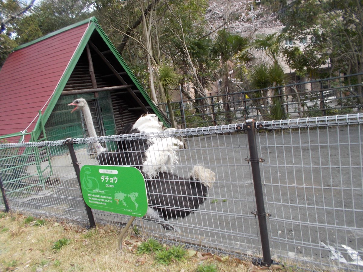 日本平動物園。客が少なくて怒るダチョウ
無視して通ろうとする客にアピール