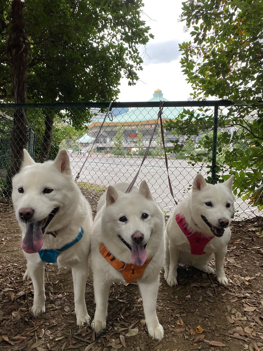 白花母 昨日 久しぶりに北の丸公園に行きました 綺麗になった武道館を見て来ました 新しいカフェ レストラン も出来てました ただ 残念だったのは 駐車場の料金が値上がりしてたこと 前が安すぎたのかも知れないけど