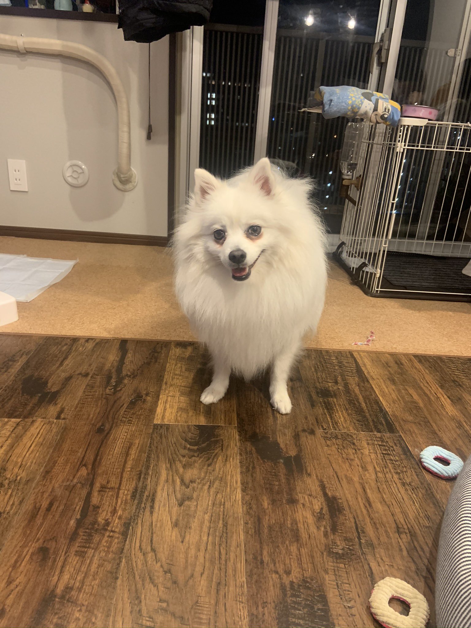 愛犬大好き 狛號 Specialboin Twitter