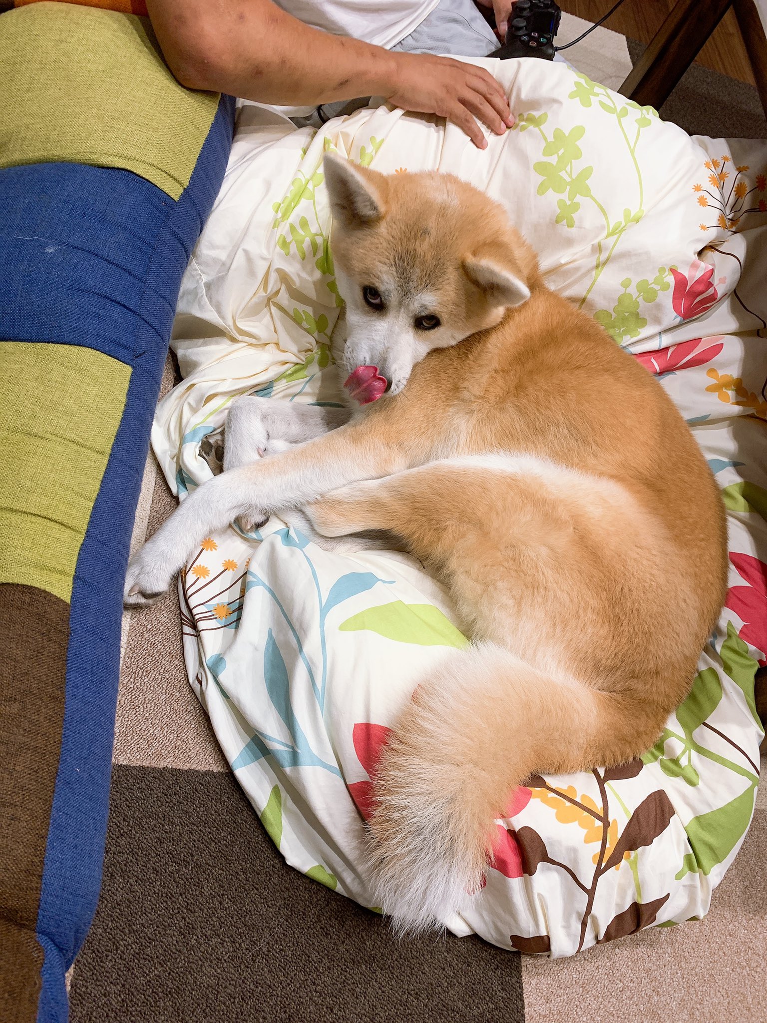 お布団大好き犬 Twitter Search Twitter