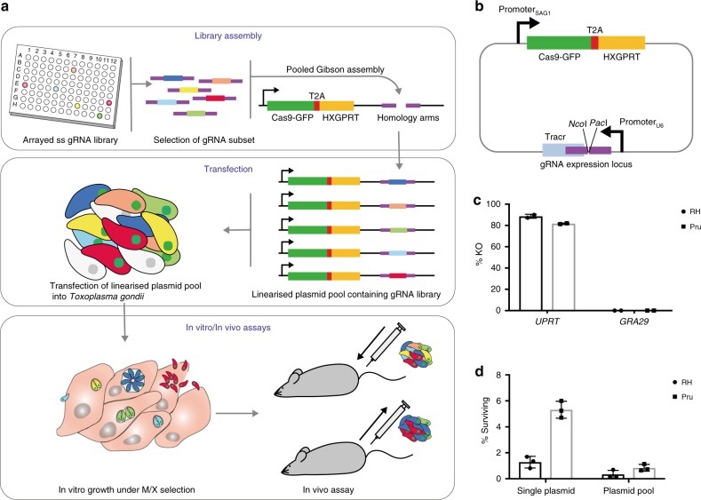 veupathdb's tweet image. Amazing talk by @Moritz_Treeck during the working with protozoan parasite databases workshop @ACSCevents Cool usage of CRISPR and single cell RNA-Seq and great to see how useful #PlasmoDB and #Toxodb are for the work nature.com/articles/s4146…
