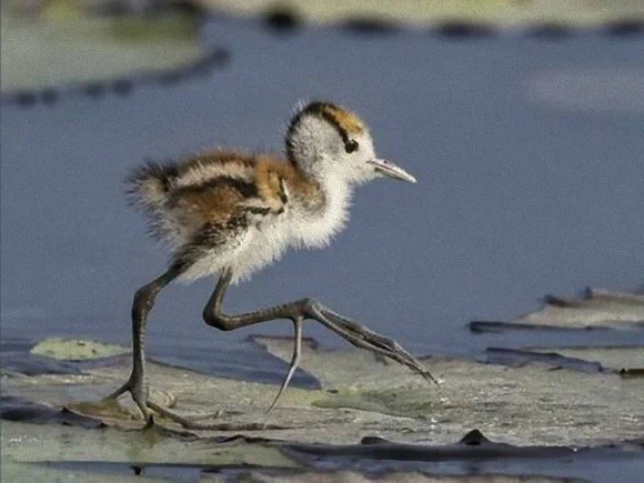 不思議な足の持ち主「レンカク」。実はヒナを羽毛の中に入れて移動する怪物級の鳥だった？ｗｗ