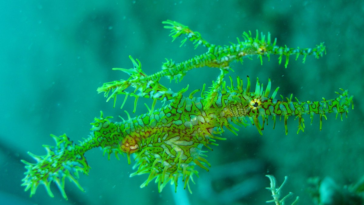 Two ghost pipefish swimming toward the right of the frame in aqua-blue water. Their heads are shaped not unlike a seahorse, with long narrow snouts and small heads. They appear to have bright green skin with red markings all along their body. They have spiky protrusions protruding from various points of its body .