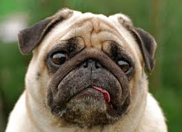 developerapi4's tweet image. 4 dog Images