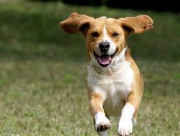 developerapi4's tweet image. 4 dog Images