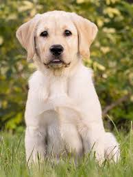 developerapi4's tweet image. 4 dog Images
