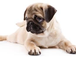 developerapi4's tweet image. 4 dog Images