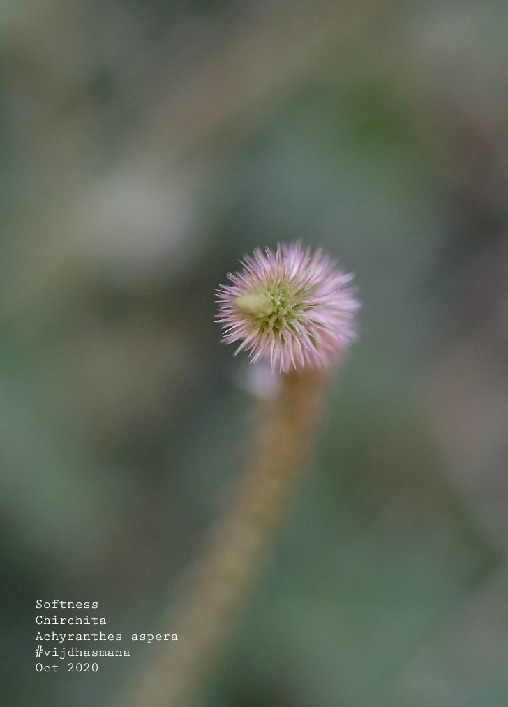 Chirchita 
Achyranthes aspera
A very valuable medicinal plant of Indian subcontinent.
@aravalibiodiveristypark
#nativeflora
#aravaliflora
#aravaliforests