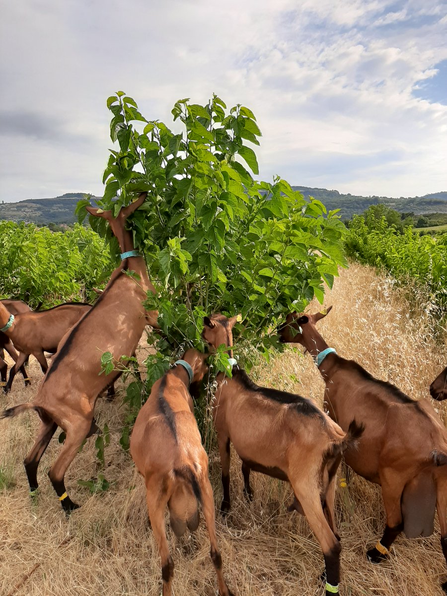 [ Lecture du soir 🗞 ]

Nos chèvres 🐐 dans les mûriers 🌳 sont de plus en plus connues 😁.

Le ministère de l’agriculture et de l’alimentation s'est intéressé à cette nouvelle solution pour nourrir nos chèvres.  

Vous pouvez retrouver l'article ⤵️
cutt.ly/qgqnX2T