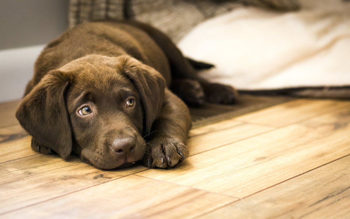 Your four-legged family member will love exploring Westward Ho! then you return your warm and cosy accommodation. Perfect holidays for all and enjoy a well-deserved rest. #petfreindly #holidayswithdogs #pawsome  #dogholidays #petfriendlyholidays #northdevon #westwardho #braddicks