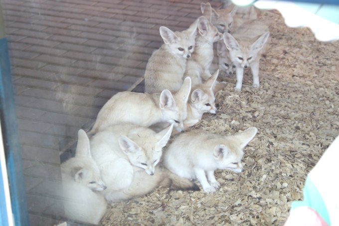 キツネ写真館 キツネ飼養中さん がハッシュタグ 天狐の日だしtlを狐で埋める をつけたツイート一覧 1 Whotwi グラフィカルtwitter分析