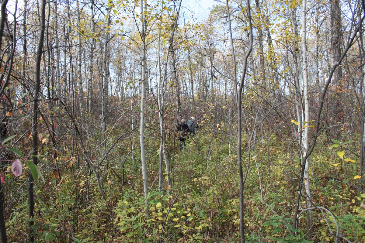 EricGormley1's tweet photo. Biologists walk a game trail at E.L. Smith -- 53 acre, fenced solar project would fragment healthy city landscape--contact city council at council@edmonton.ca 
Public hearing Oct 6, 1:30 pm   #solaronrooftops https://t.co/r6hC9oW0vI