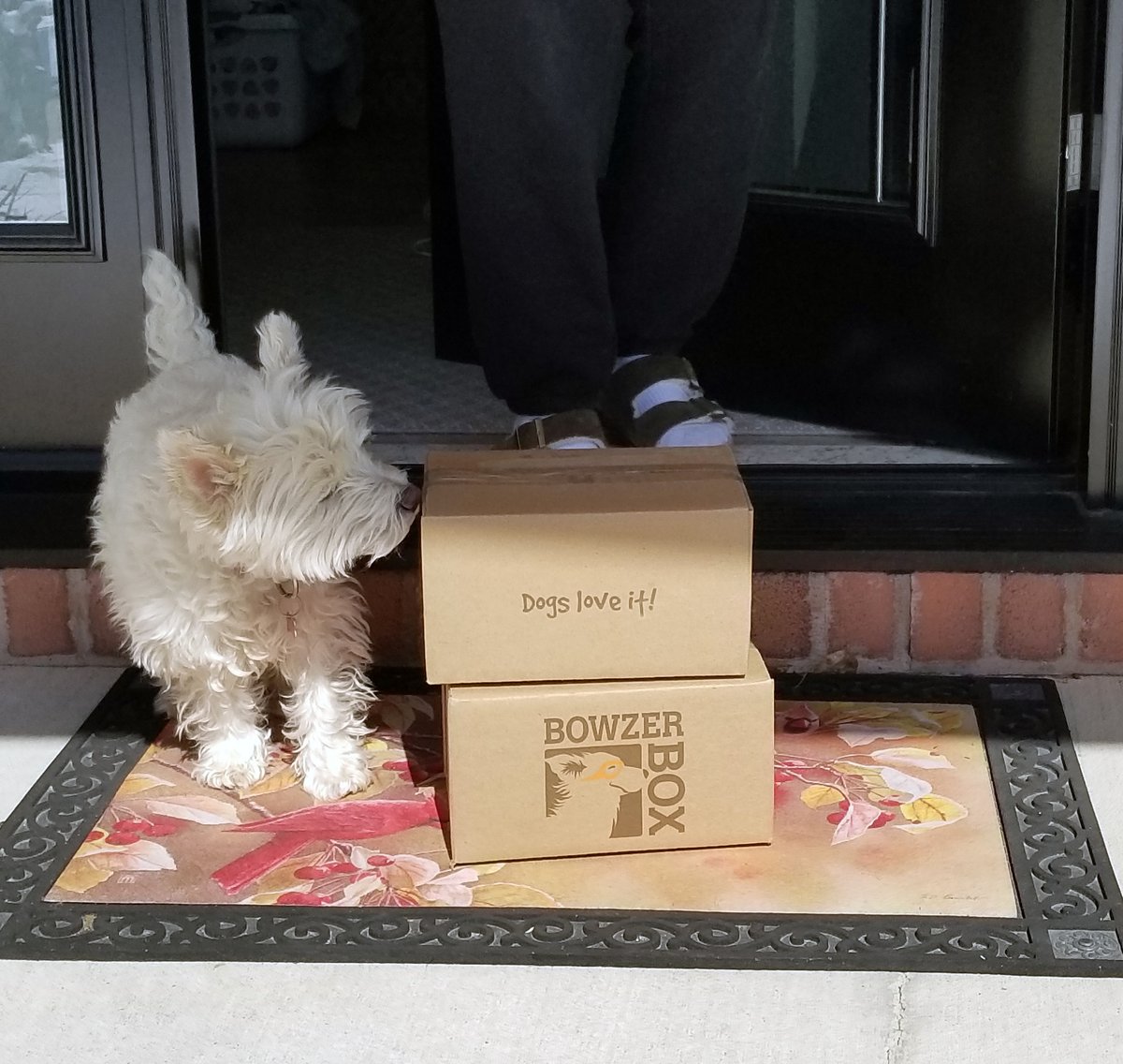 FourLeggerBox's tweet image. DOGS LOVE IT! #BowzerBox #SubscriptionBoxForDogs #CanadianDog #ShopCanadian