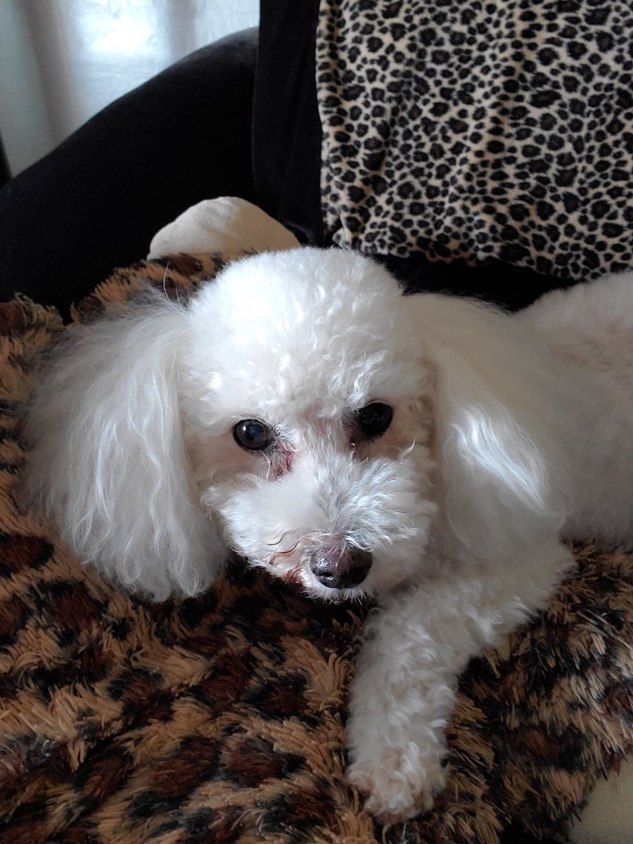 waljohn22's tweet photo. @videocenterops ..Hanging with my "work at home" co worker. She loves me working from home! #RKR_squadCSW #LifeAtAt&amp;T https://t.co/MWjUJksqjX