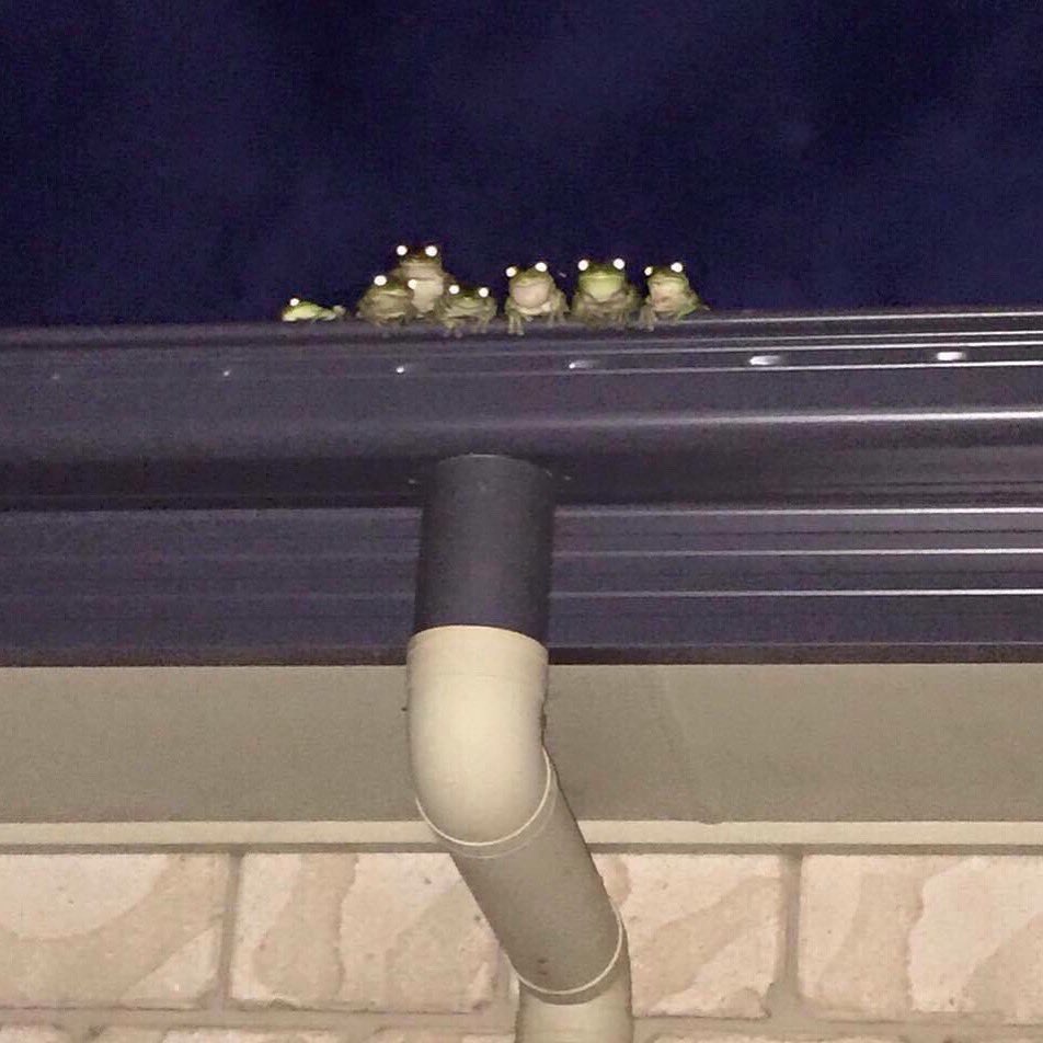 AsapSCIENCE's tweet photo. This is all Earth’s animals waiting for us to do something about the Climate Crisis https://t.co/tVeJ0WN3al