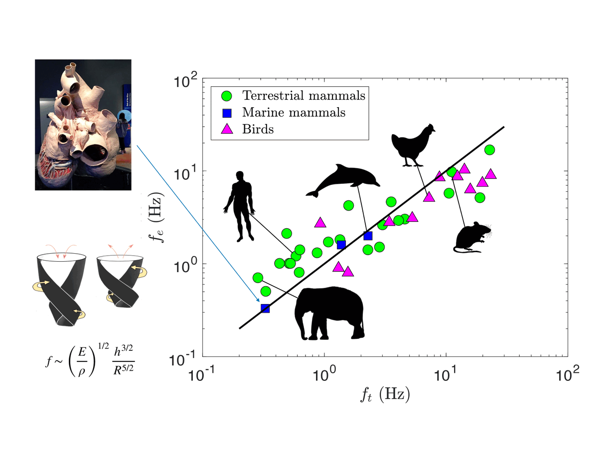 Mahadevan_Lab's tweet photo. How do heart rates scale with organism size? Hearts are soft fluid pumps which can twist, buckle, pump, and recoil resonantly -> a scaling law for heart rates, while also providing a physical basis for Kleiber's law. See https://t.co/DUvpObyqTc https://t.co/vXivDdoaAf