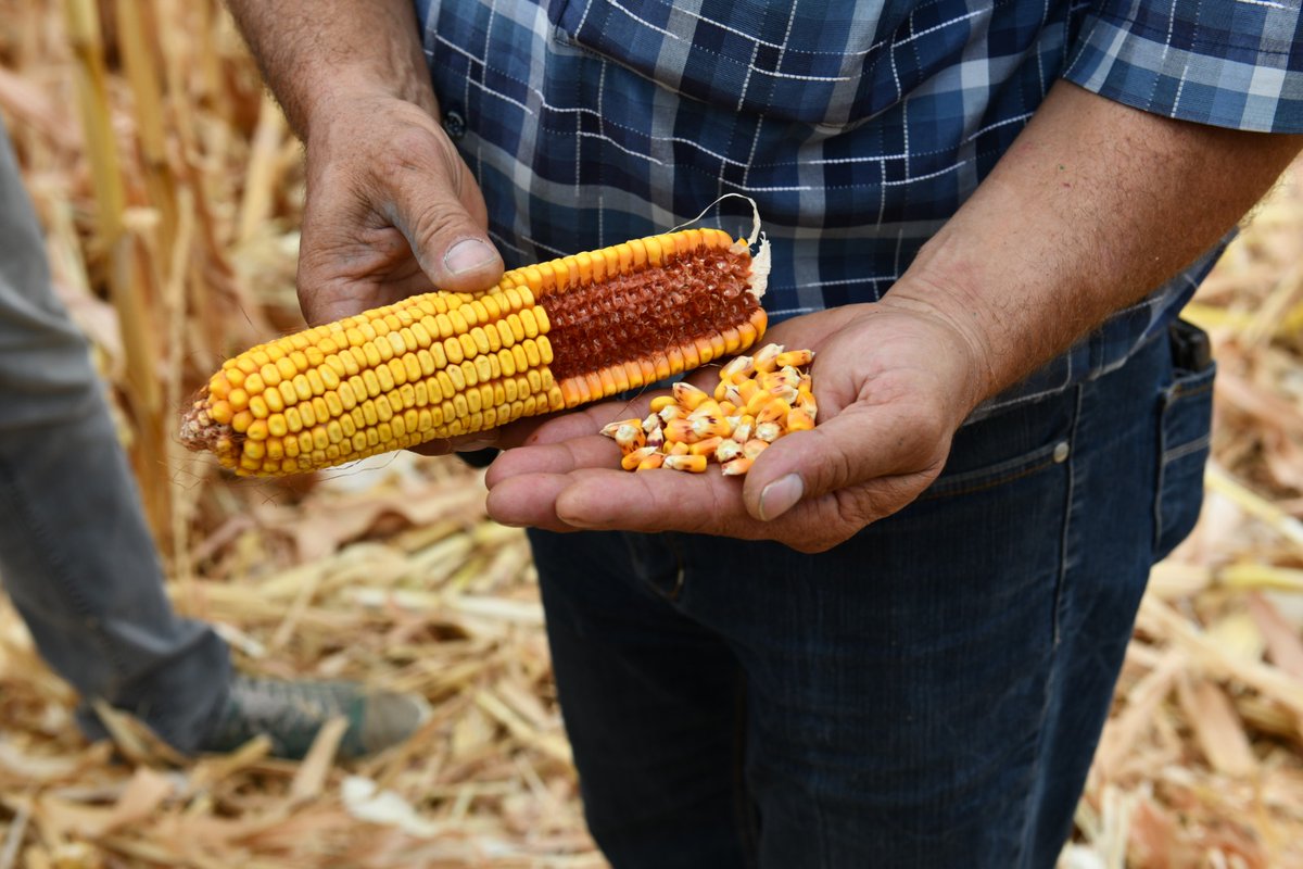 #TarımKredi iştiraki Tareks Tohumculuk tarafından Eskişehir'in Beyazaltın Köyünde danelik hibrit mısır deneme ekimi yapılan Tarım Kredi ortağı Erdi Gül’e ait tarlada hasat gerçekleştirildi.