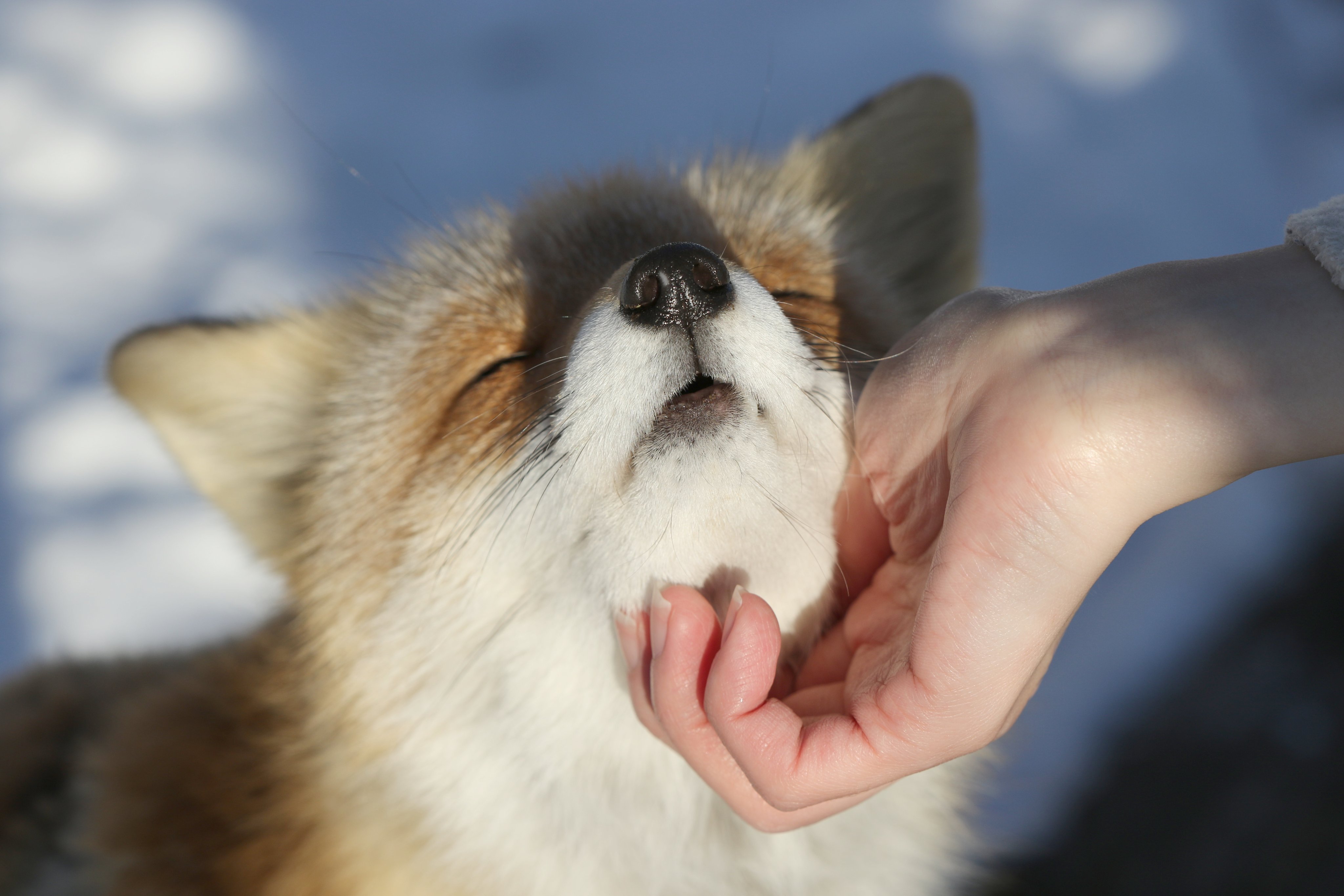 Cheng-Ren🦊🐺 on X: 