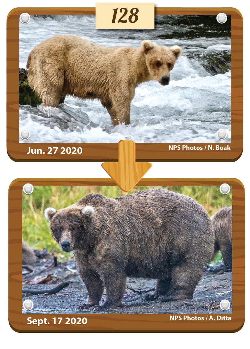 In the tenth matchup of Fat Bear Week, fan favorites 32 Chunk and 128 Grazer face off. Can Chunk the Hunk defeat the formidable force of fatness 128 Grazer or will the massive mama chuck the chunkster in the trash in the second semifinal match?

Vote Here: fatbearweek.org