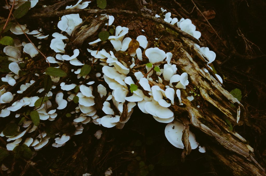 茸本 朗 たけもとあきら 野食ハンターの七転八倒日記 好評発売中 美しすぎるスギヒラタケ 猛毒 を見かけてついつい採りたくなってしまった 昔はしょっちゅう食べてたんだよ