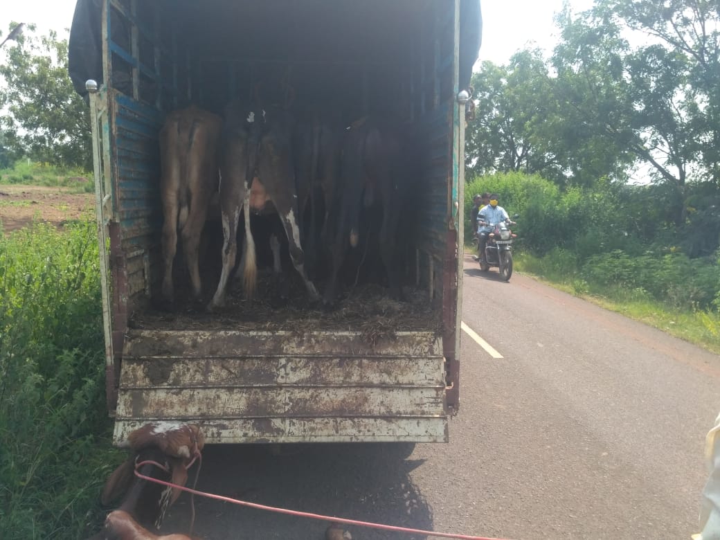 #CowSmuggling continues in Karnataka.