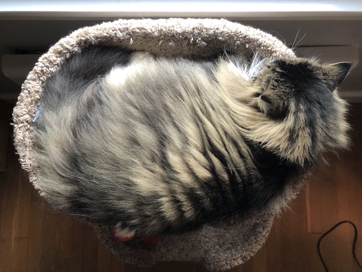 Perfecting the art of the loaf this morning. #kittyloafmonday @JusticeToAll @MaineCoonCatsOH @Cleo_sMommy @JoyOfCats @carolineCMCE @CoonGriff @yongmaylingjen1 @fluffybasil https://t.co/nnCCXnl8xq