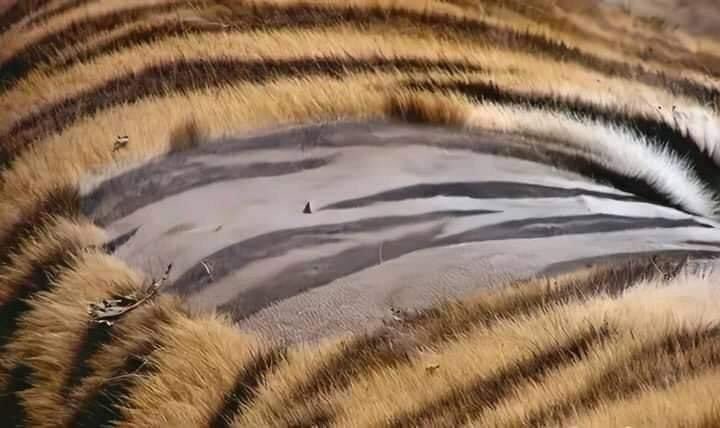 Fallab_vet's tweet image. Saviez-vous que les lignes du tigre sont aussi sur la peau et pas seulement sur la fourrure. 🐅🐅
#Oeil_du_vétérinaire👁