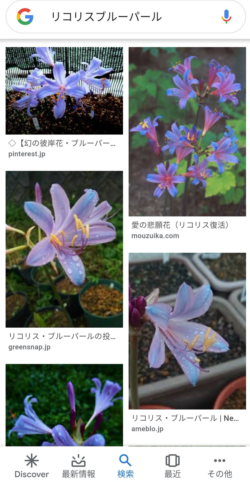 ブラックジャックくるみ味bjk 青い彼岸花は実在します 有りますよ 希少価値なので球根で 取引されてるのは 青い彼岸花 リコリスのブルーパール 切り花で染めているのは 白やクリーム色のリコリスを ファンタジーのロイヤルブルー で染めているもの