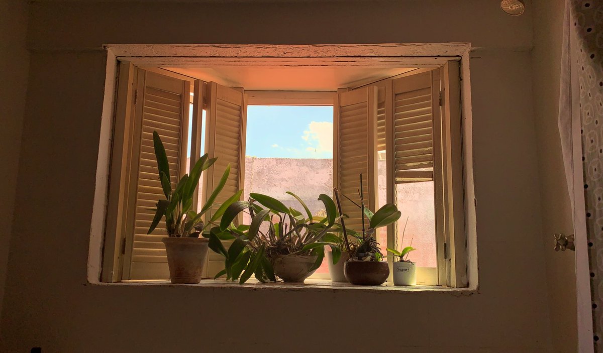 Lamelgarejo's tweet photo. @wonder_m_r Yo en mi baño tengo orquídeas. Todas esas orquídeas que piensas muertas en el@baño reviven siempre . https://t.co/z0HKcgf7vk