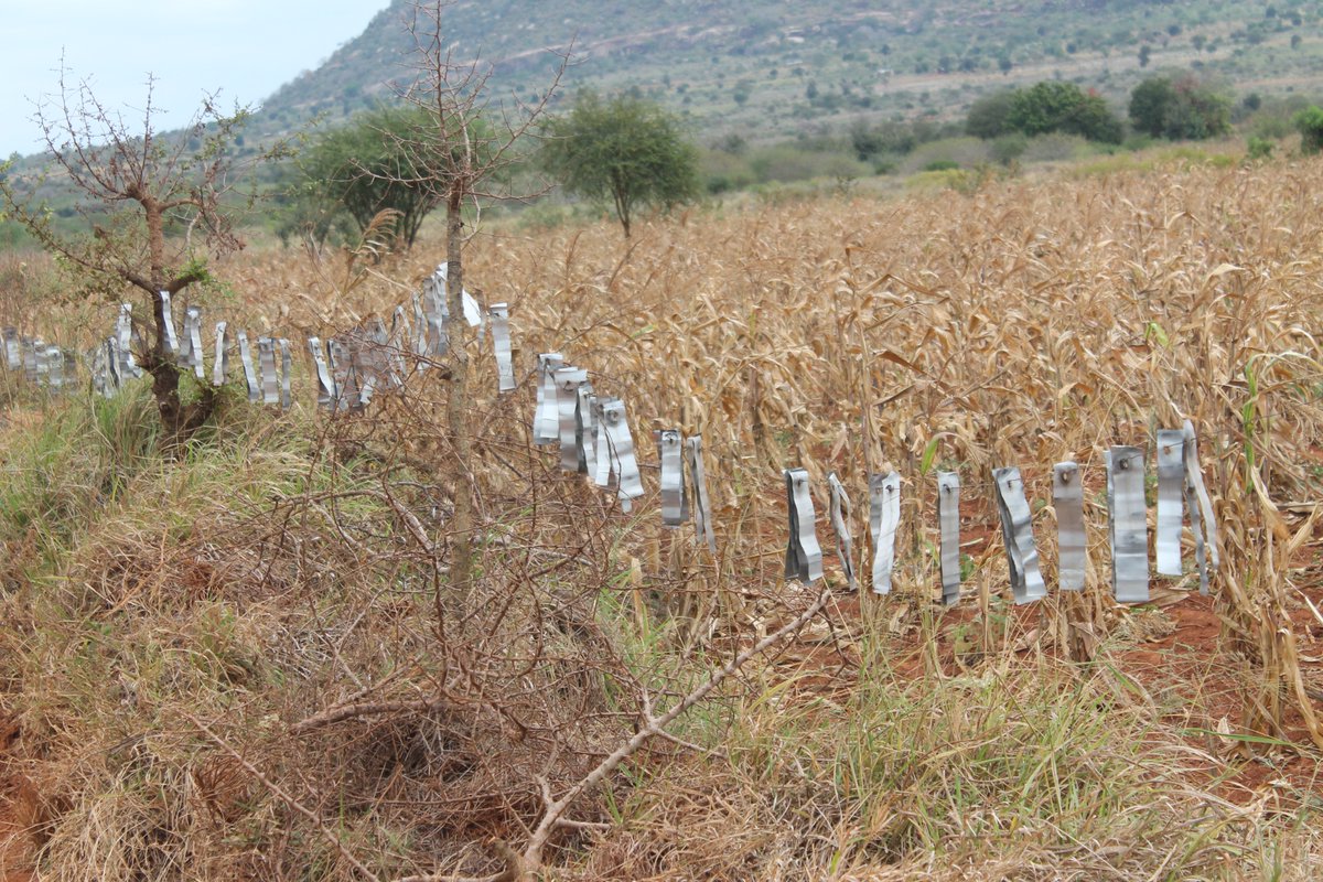 WildlifeWorks's tweet photo. Human-wildlife conflict is a huge challenge facing local communities in the Kasigau Corridor REDD+ project. Our latest article is about an elephant deterrent fence developed by Simon Kasaine, Wildlife Works’ Research Scientist. https://t.co/RQMEjPPrYz
#thisisredd
#worthmorealive https://t.co/PU94t3p0lD
