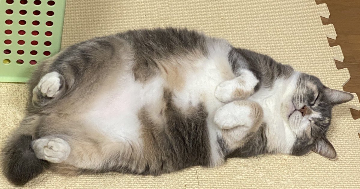 ガンチャン ガンダムチャンネル ガンダムインフォもお世話になっている漫画家 森本がーにゃさんの猫ちゃんがものすごくかわいいです 寂しい男の一人暮らしなので相棒に猫を飼いたいものです 名前はもちろんガンニャンで決まり 犬なら ワンチャン ガンチャン ガンダムチャンネル ガンダムインフォもお世話になっている漫画家 森本がーにゃさんの猫ちゃんがものすごくかわいいです 寂しい男の一人暮らしなので相棒に猫を飼いたいものです 名前はもちろんガンニャンで決まり 犬なら ワンチャン