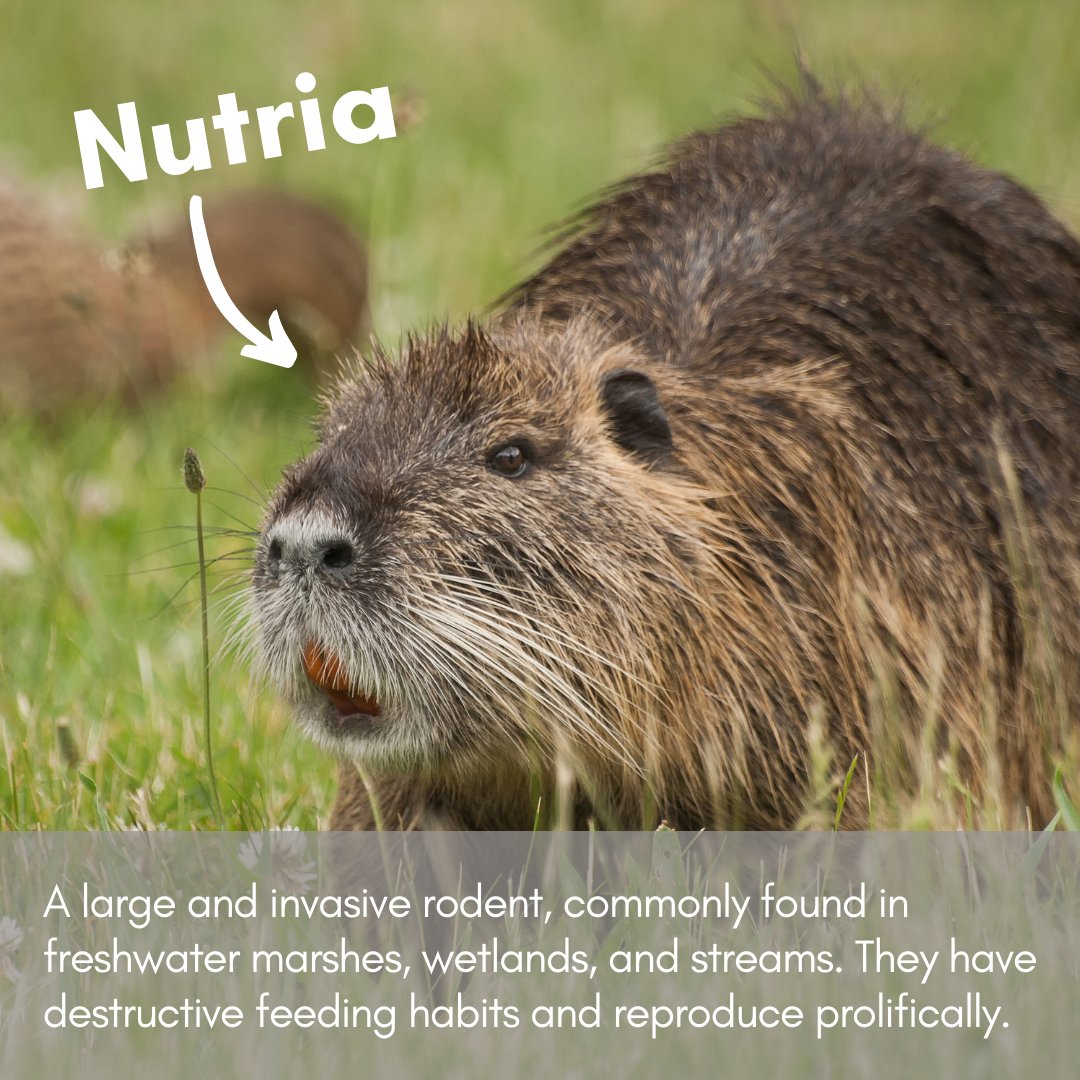 Nope, that's not a beaver! This is a Nutria; a large and invasive rodent, native to South America.
Fortunately there isn't a large established population in BC, however there have been sightings across the Lower Mainland and Vancouver Island.
Learn more: buff.ly/3l53oaW